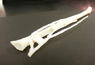 3D Printed Fibula